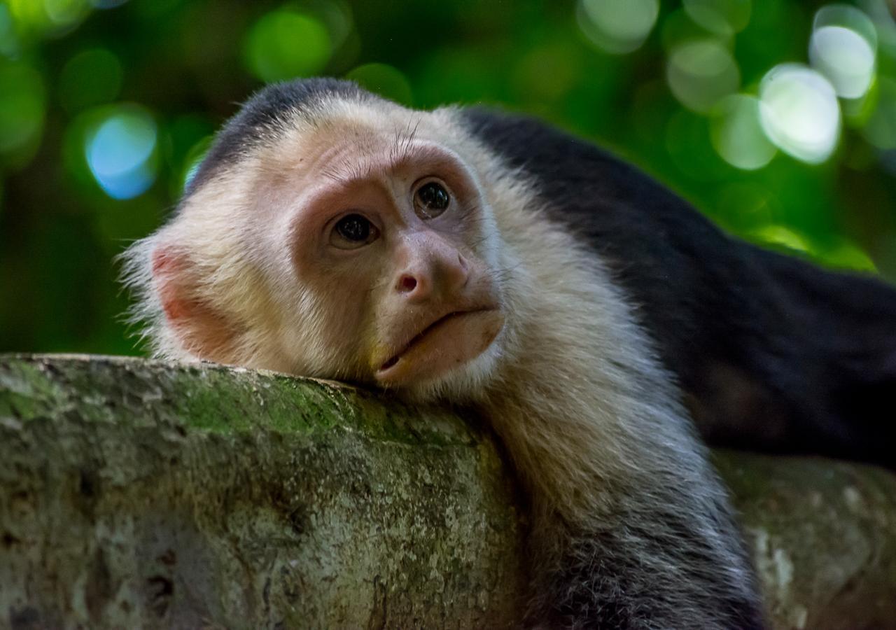 Hotel Manuel Antonio Kültér fotó