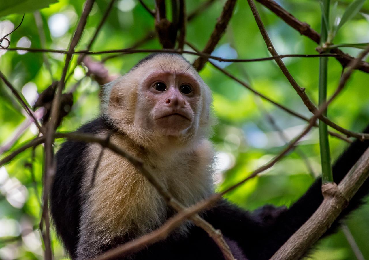 Hotel Manuel Antonio Kültér fotó