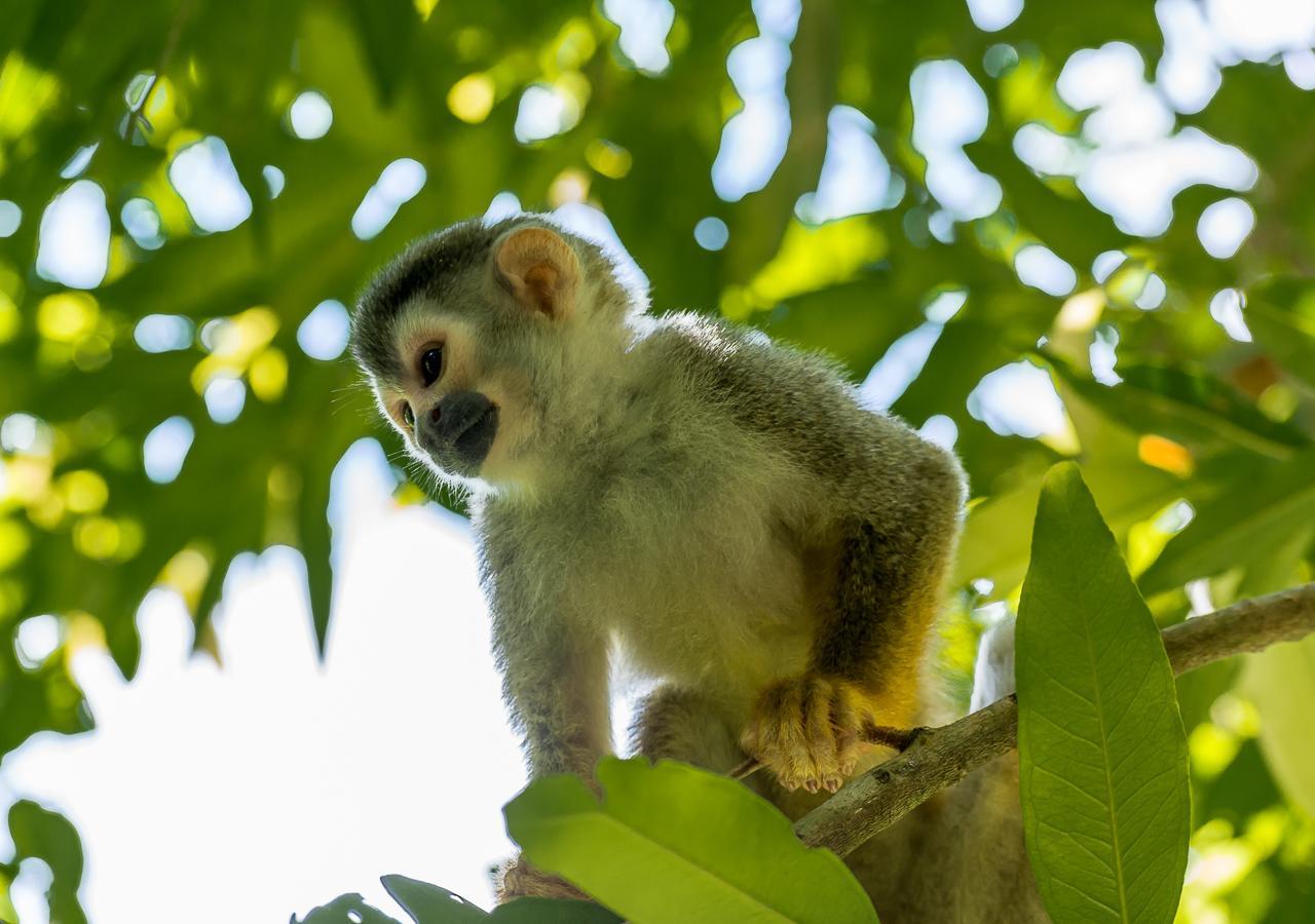Hotel Manuel Antonio Kültér fotó