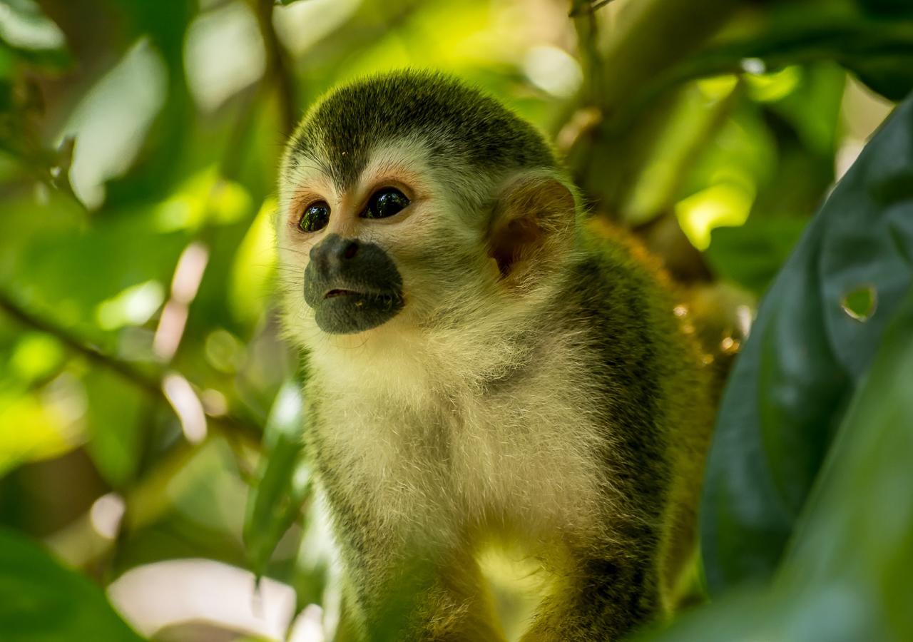 Hotel Manuel Antonio Kültér fotó