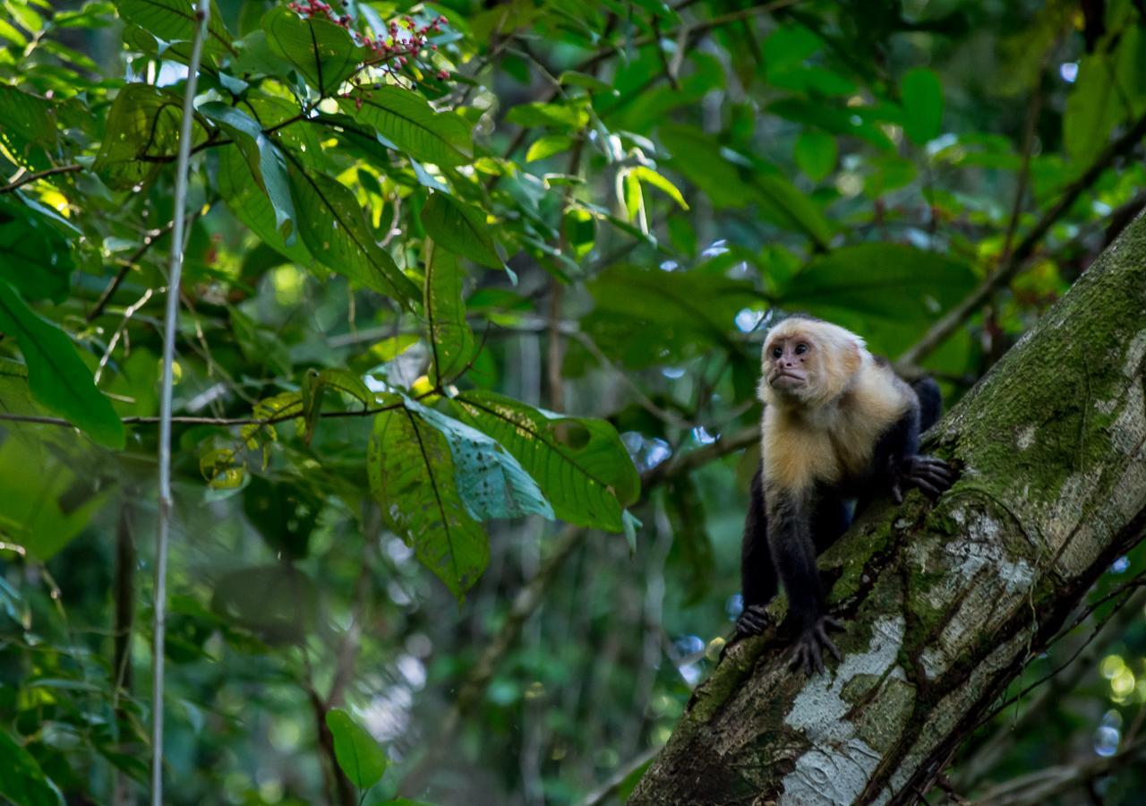 Hotel Manuel Antonio Kültér fotó