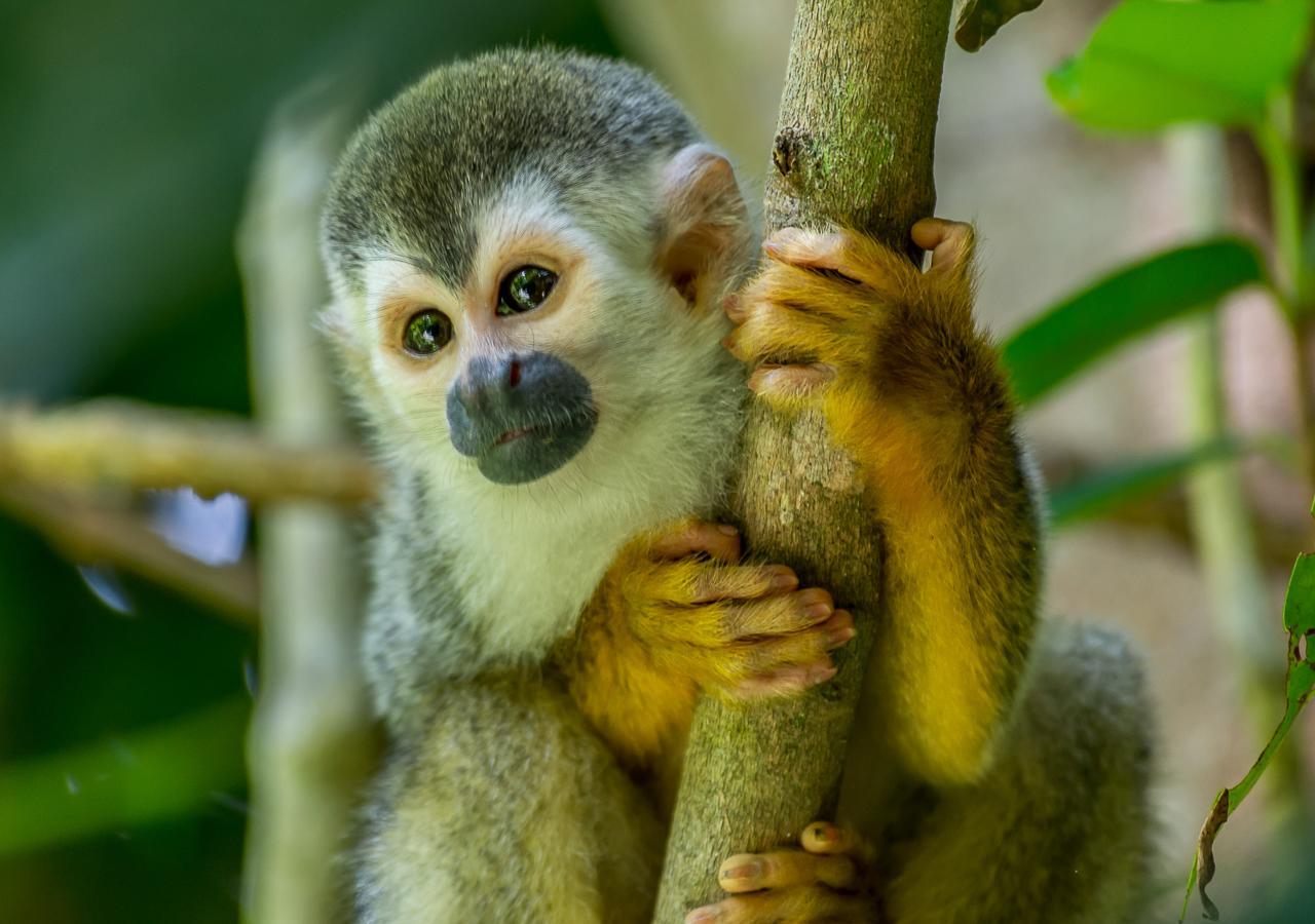 Hotel Manuel Antonio Kültér fotó